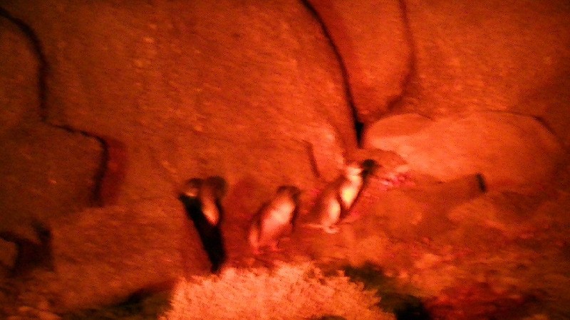 Penguins spotting Tour in Victor Harbour, Victor Harbour Australia