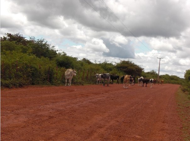 Cows on the road near Ubajara, Brazil