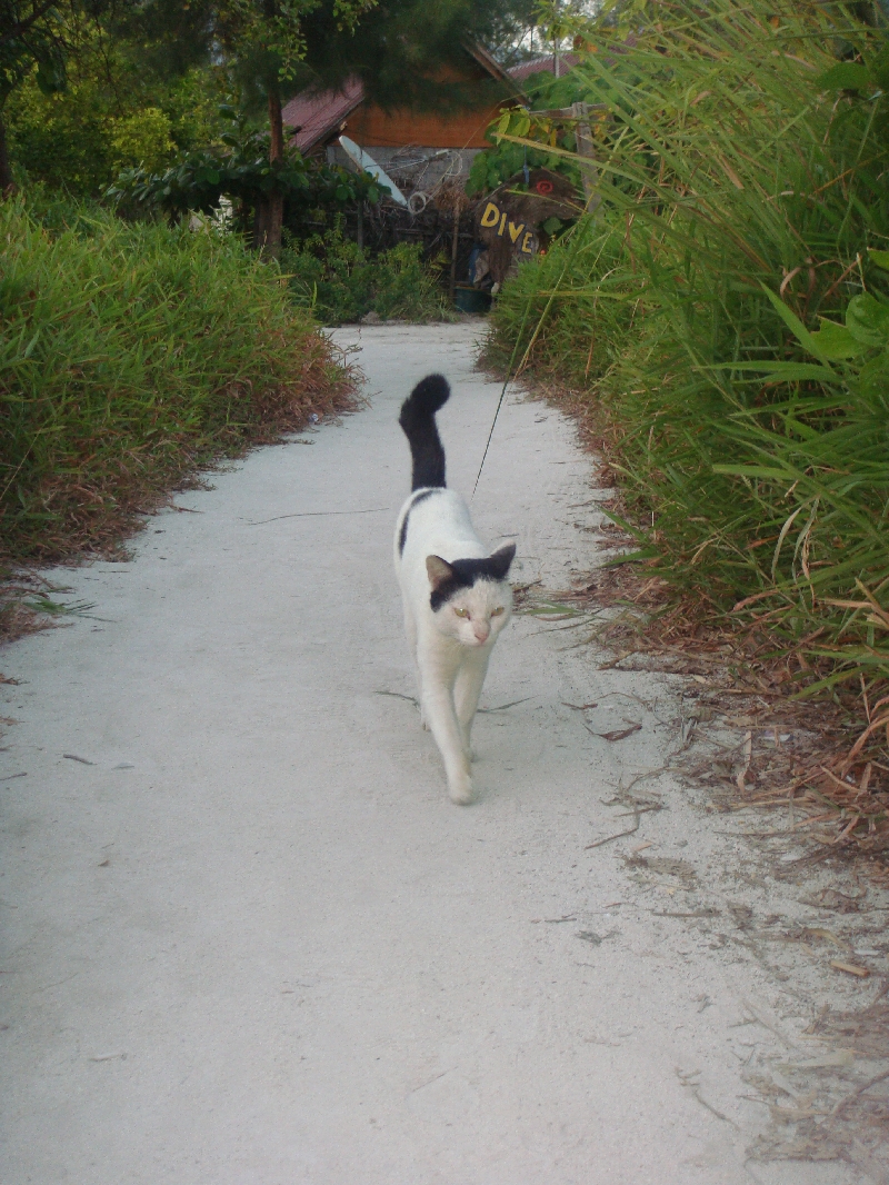 Lost kitty kat on Sunset Beach, Thailand