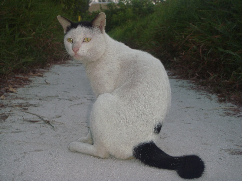 Ko Lipe Thailand Gyspy kat on Ko Lipe