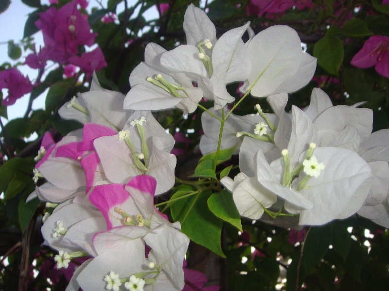 Thai flowers in blossom, Ko Lipe Thailand