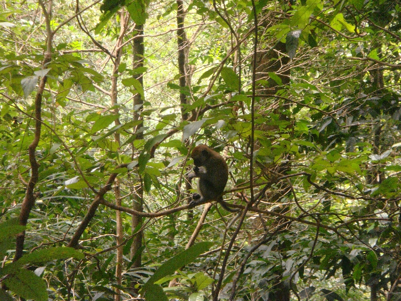 Ko Lanta Thailand Baby monkey on Ko Lanta