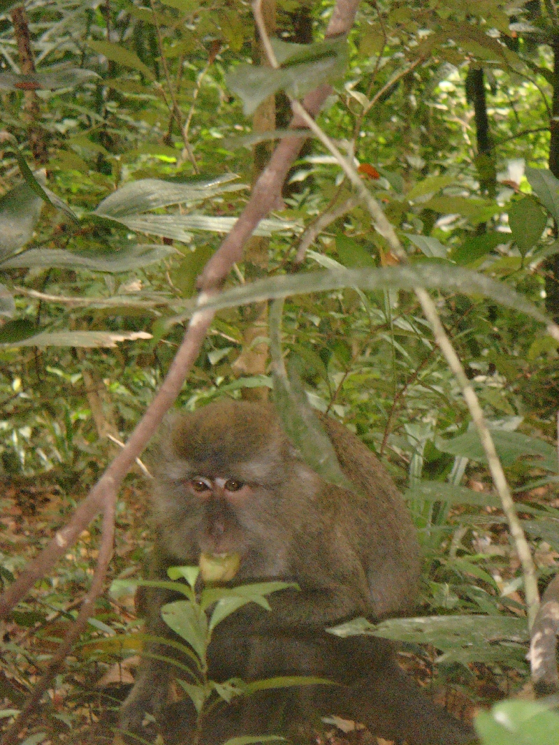 Ko Lanta Thailand Spotting wild monkies on Lanta