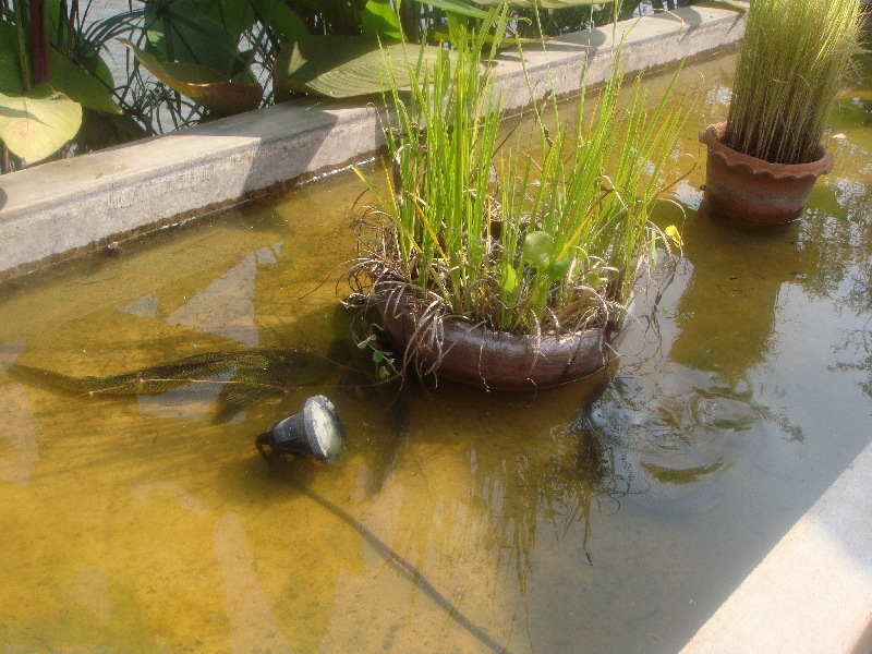 Fish pool in front of the hotel, Thailand