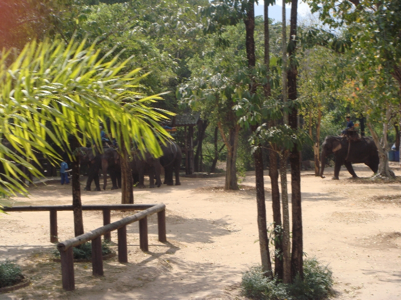 Walking through the elephant park, Thailand