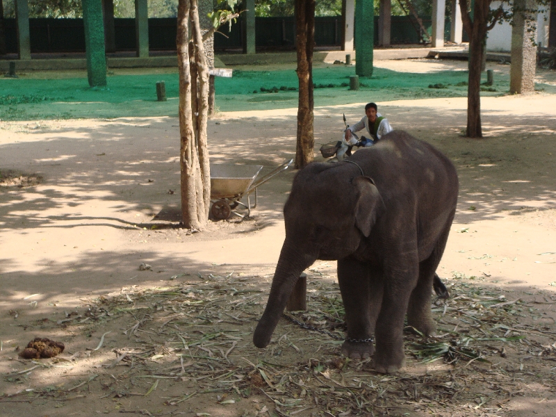 The Elephant Park in Kanchanaburi, Thailand