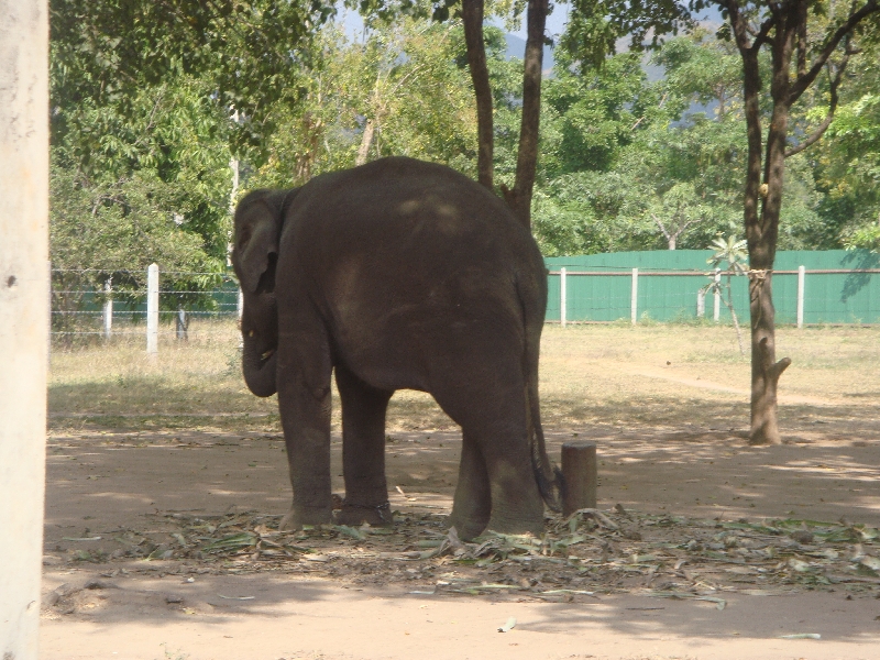 Baby elephant on a chain, Kanchanaburi Thailand