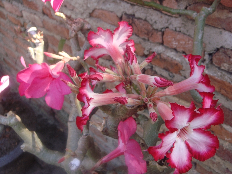 Pink flowers at the monastery, Ayutthaya, Thailand