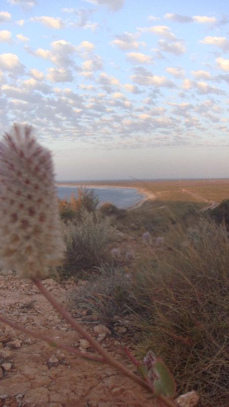 Wildflower panoramic shot, Australia