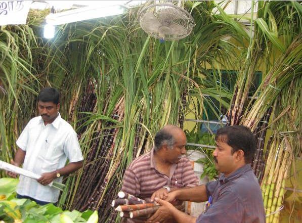 Bamboo cutting in Little India, Singapore Singapore
