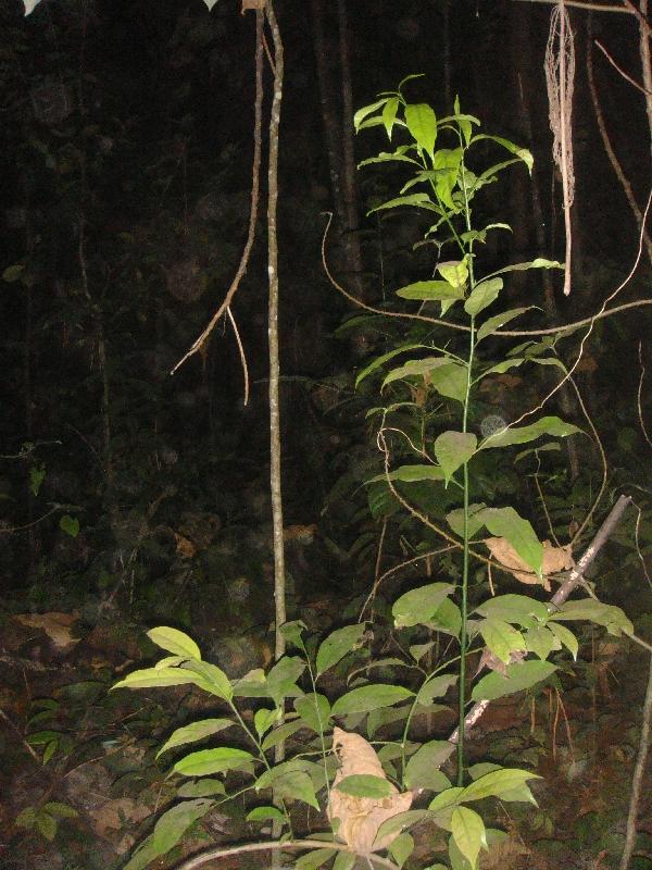 The forests on Ko Similan, Thailand