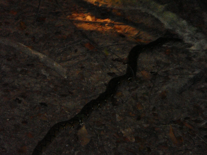 On my, a giant python on Ko Similan, Thailand