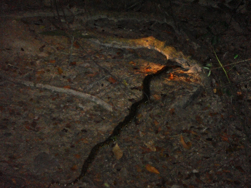 A real python on our camping ground, Ko Similan Thailand