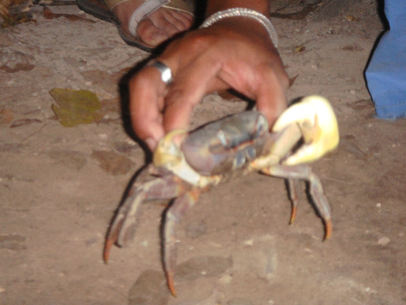 Esaminating the bigger crabs, Ko Similan Thailand