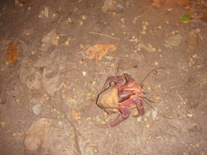 Pictures of a hairy crab on Ko Similan, Ko Similan Thailand