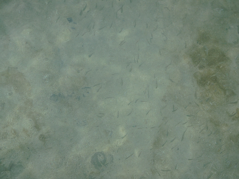 The water at Ko Phi Phi, Thailand