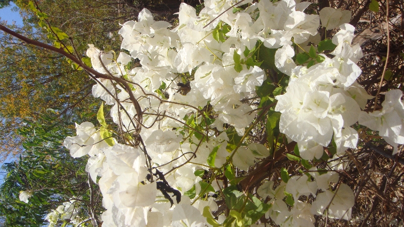 White wild flowers in Western Australia, Australia