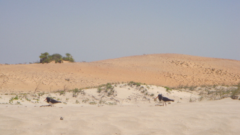 The protected sand dunes in Cape Leveque, Australia