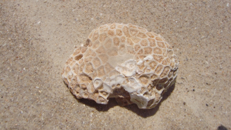 Fossils and coral on the beach, Australia