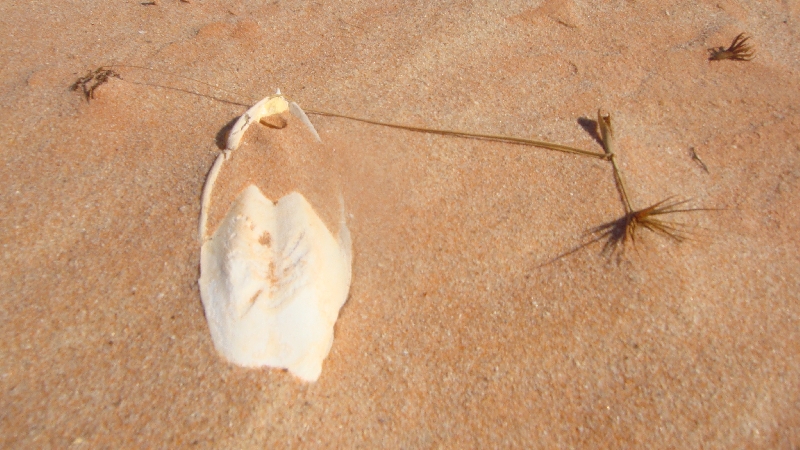 Fish bones on the beach at Cape Leveque, Cape Leveque Australia