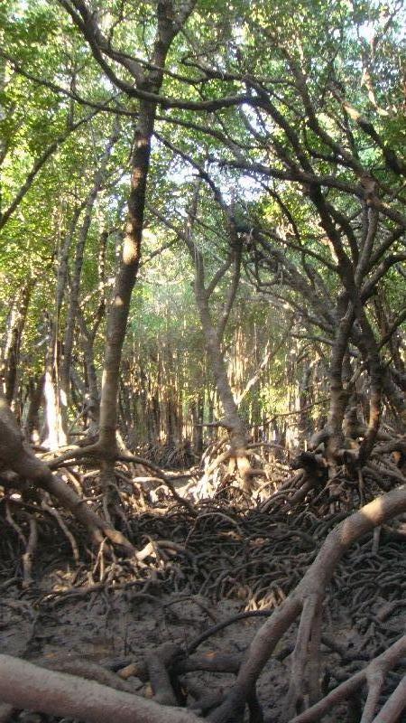 Mud crabbing in the mangroves, Australia