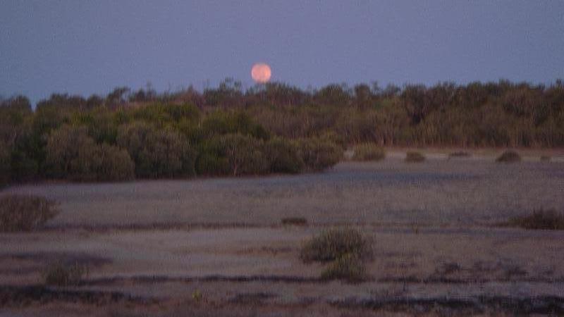 The mangroves at sunset, Australia