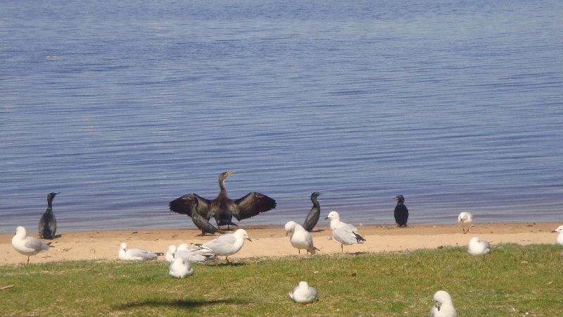 Territorial bird behaviour, Perth Australia