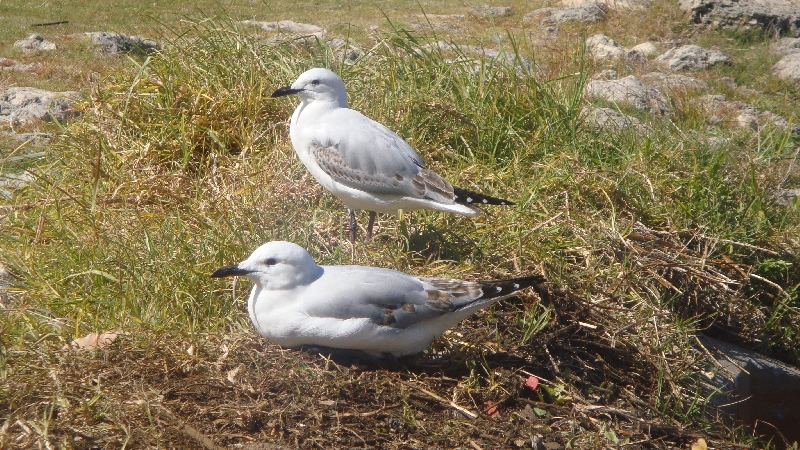 Cute birds on Perth's esplanade, Australia