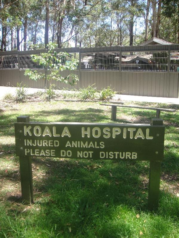 The Koala hospital in Port Macquarie, Australia