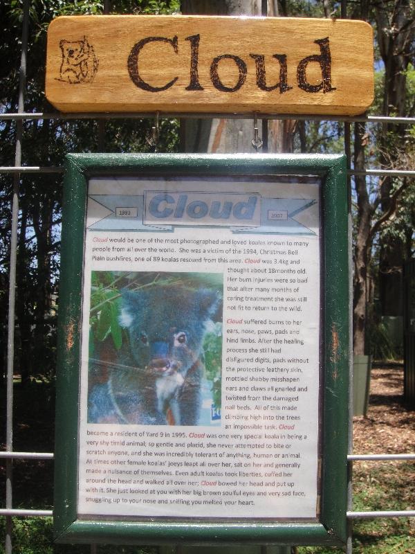 Memorial of Baby Koala Cloud , Port Macquarie Australia