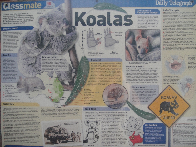 Information about koalas in Australia, Port Macquarie Australia