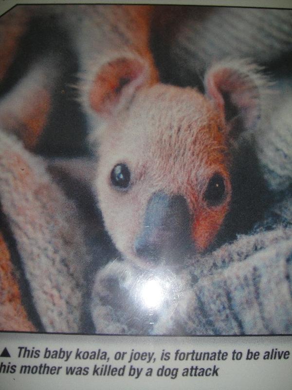 Baby Koala saved from bush fire, Australia