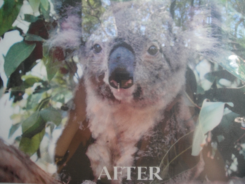 Koala recovered in the hospital, Port Macquarie Australia