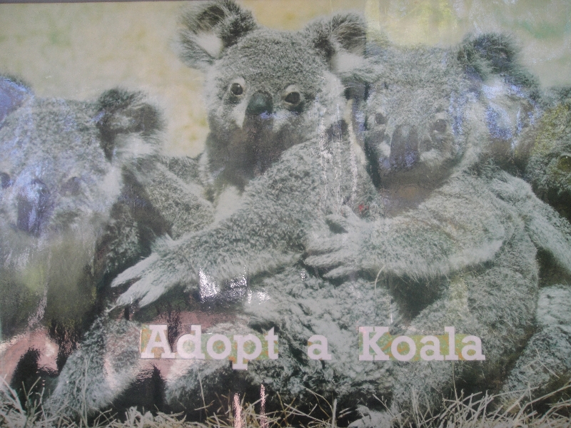 Adopt a Koala from the Koala Hospital, Australia