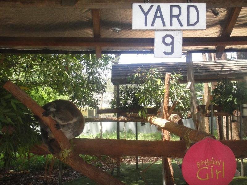 The Koalas of Yard 9, Port Macquarie Australia