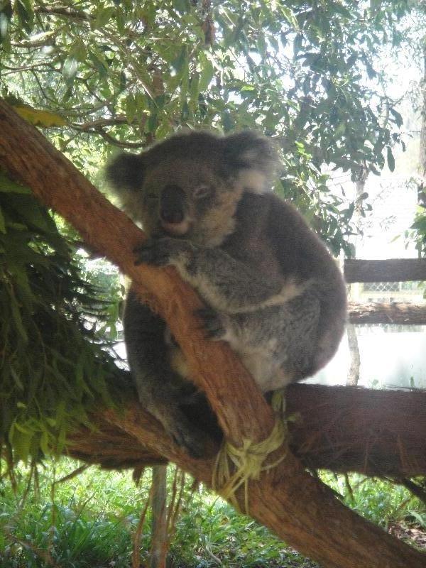 Photos of Koalas, Port Macquarie Australia