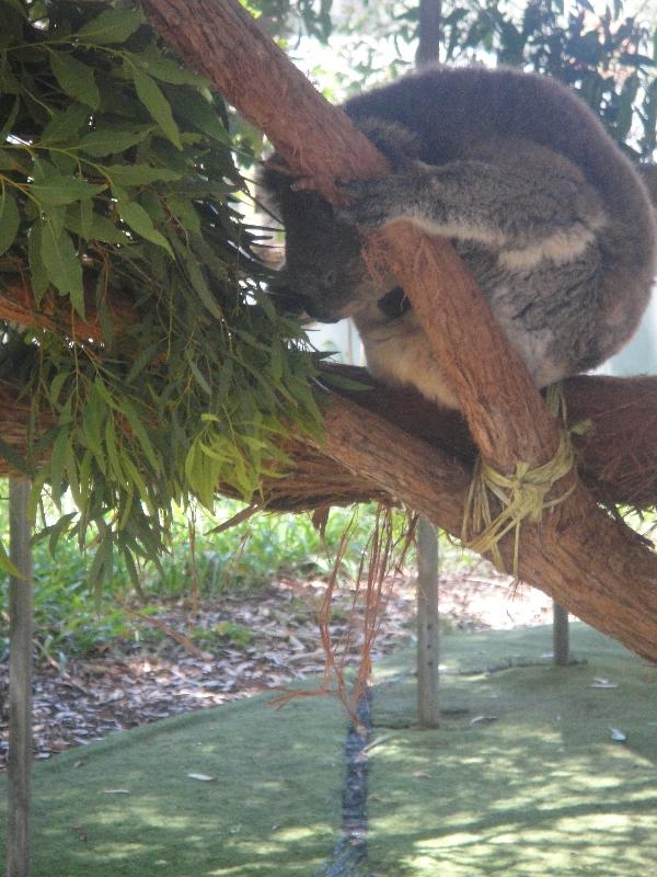 Pictures of Koalas , Port Macquarie Australia