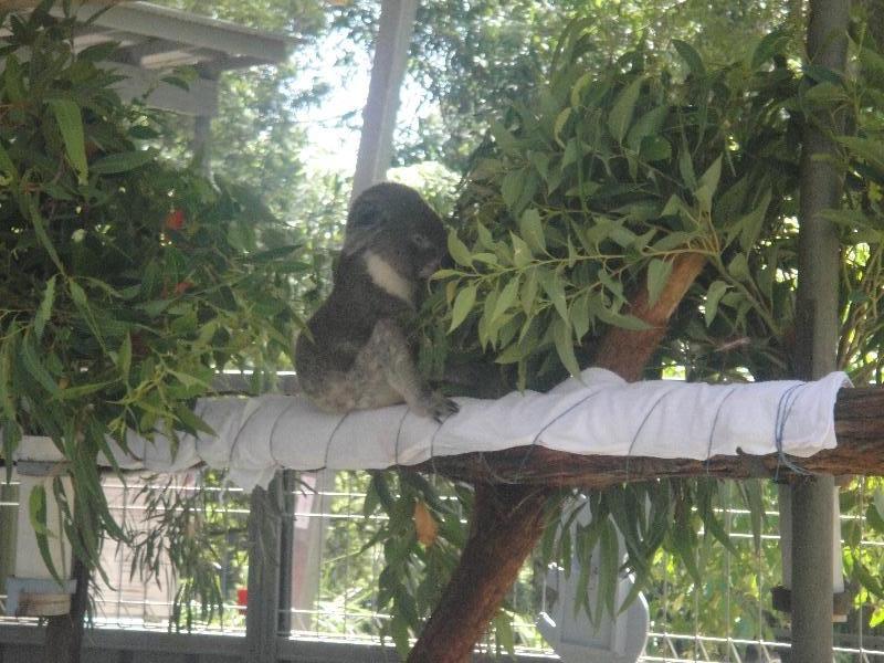 Koala in for treatment, Australia