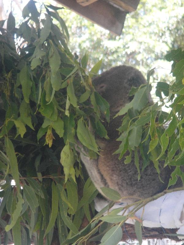 Koala eating his eucalyptus, Port Macquarie Australia