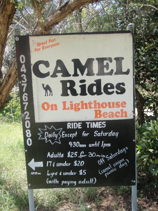 Camel Rides on Matthew Flinder Dr., Port Macquarie Australia