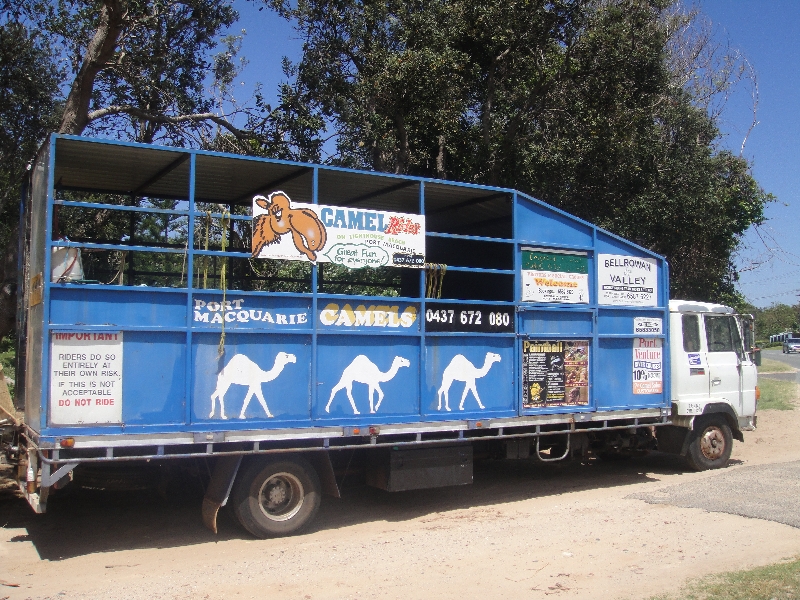 Ready to ride some camel, Port Macquarie Australia