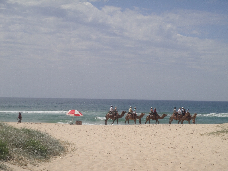 The camel caravan on Lighthouse beach, Port Macquarie Australia