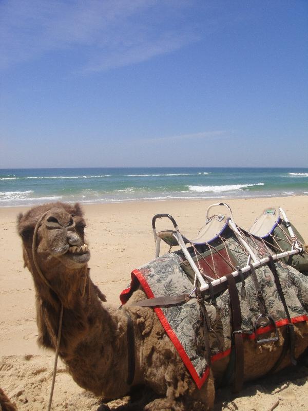 Thats my camel!, Port Macquarie Australia