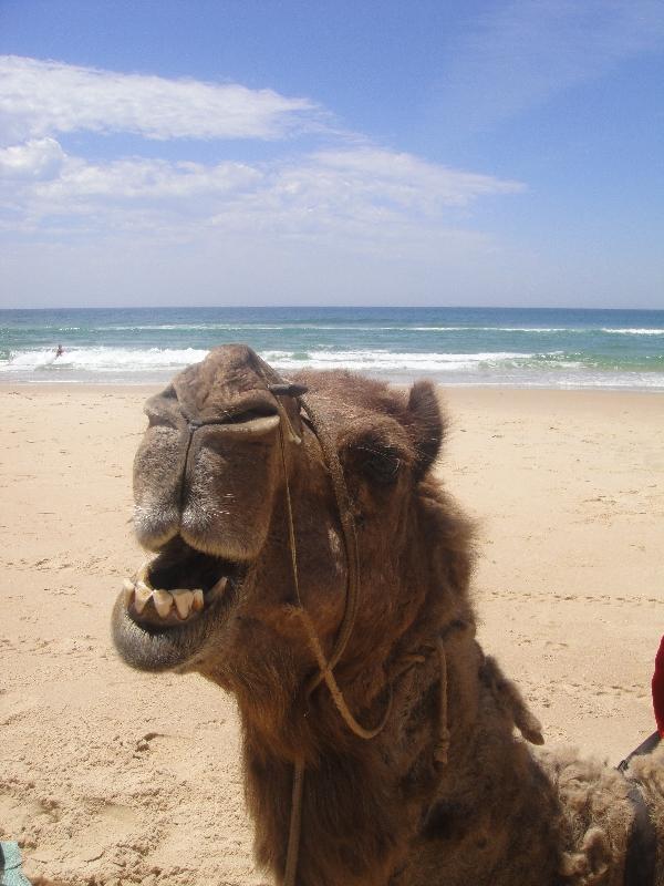 The camel just kept on talking, Port Macquarie Australia