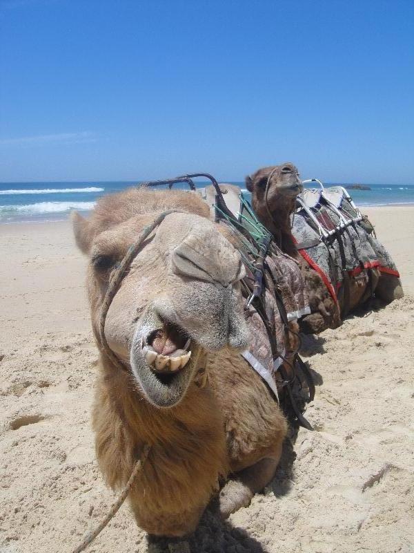 Camel teeth pictures, Port Macquarie Australia