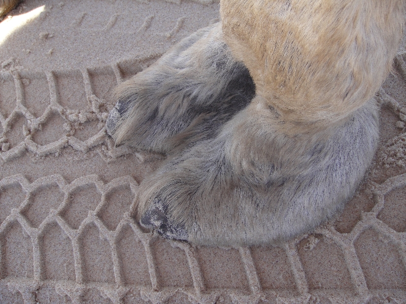 Camel toe which inspired the shoe.., Australia