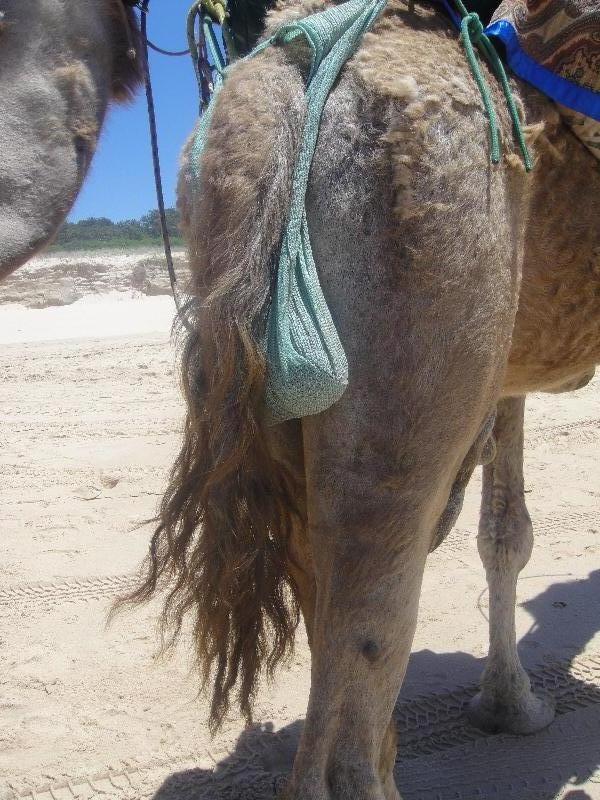 Camel Doo sack , Australia