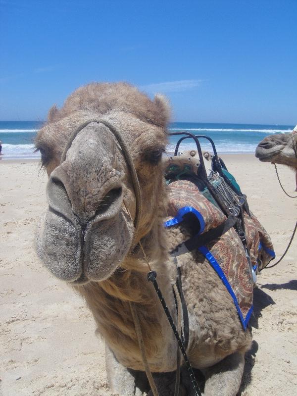 Camels on the beach in Port Macquarie, Port Macquarie Australia