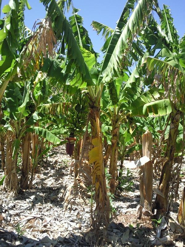 Banana fields in Carnarvon, Australia