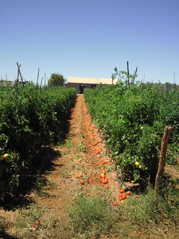 Picking fruit in Western Australia, Carnarvon Australia